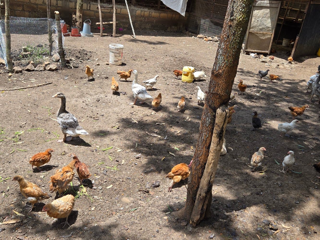 Free-range chickens in the farm yard