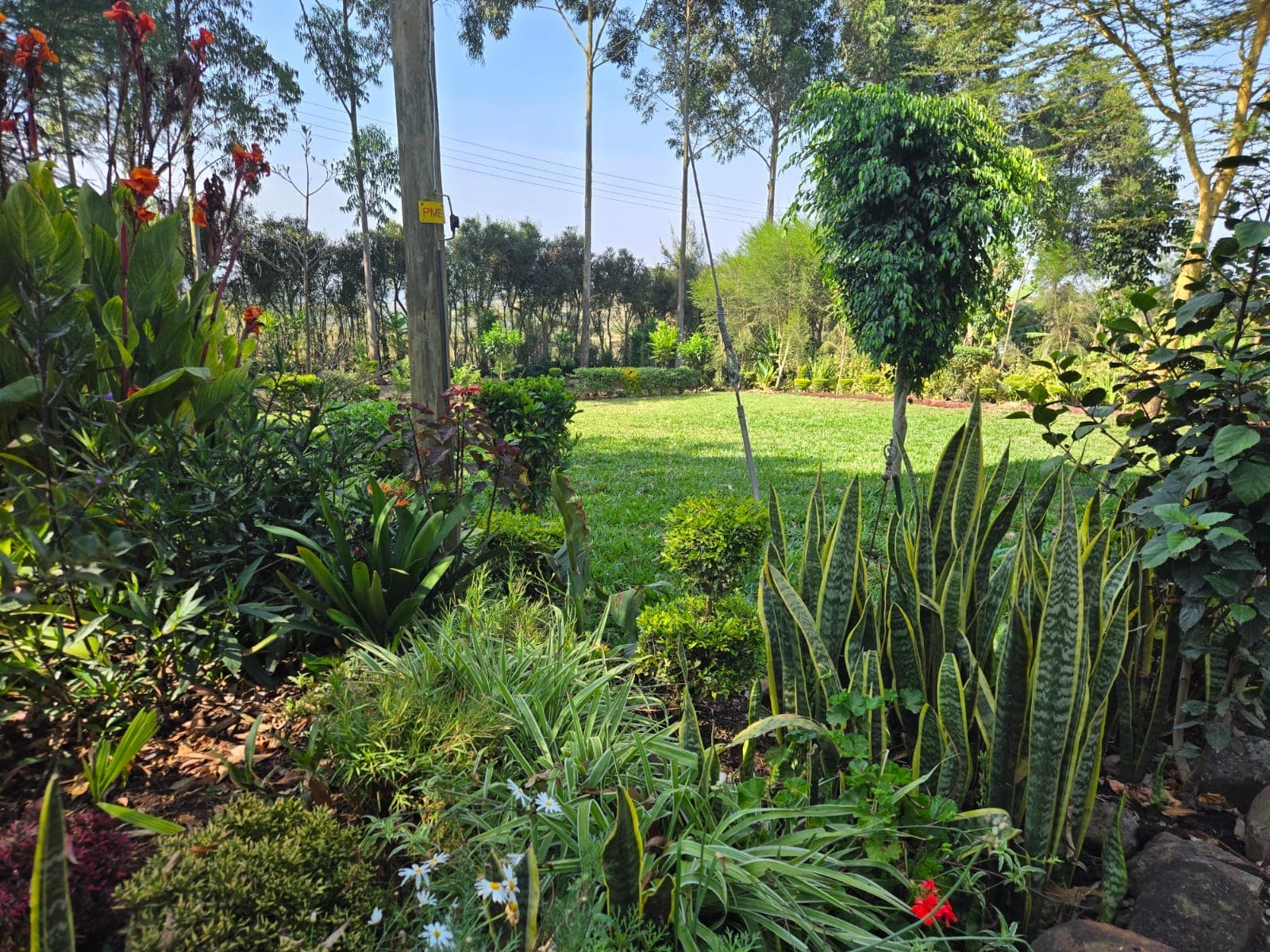 Beautifully landscaped garden with snake plants and flowering plants