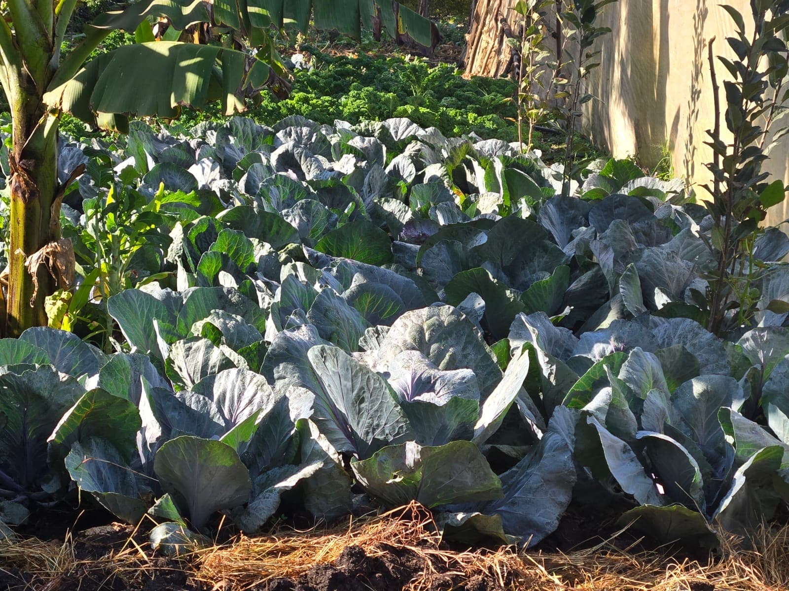 Thriving cabbage and vegetable garden showing organic farming