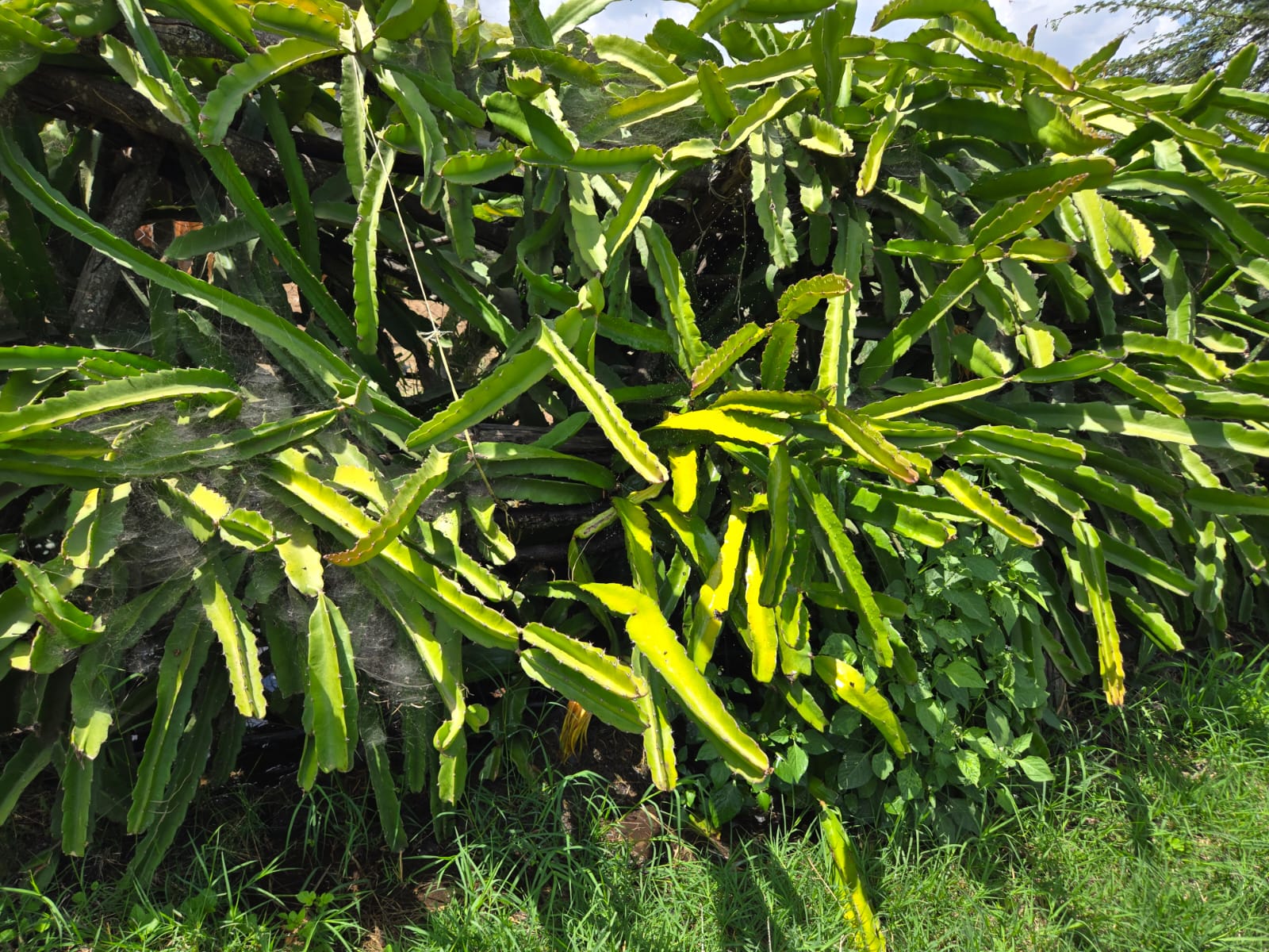 Organic Farming