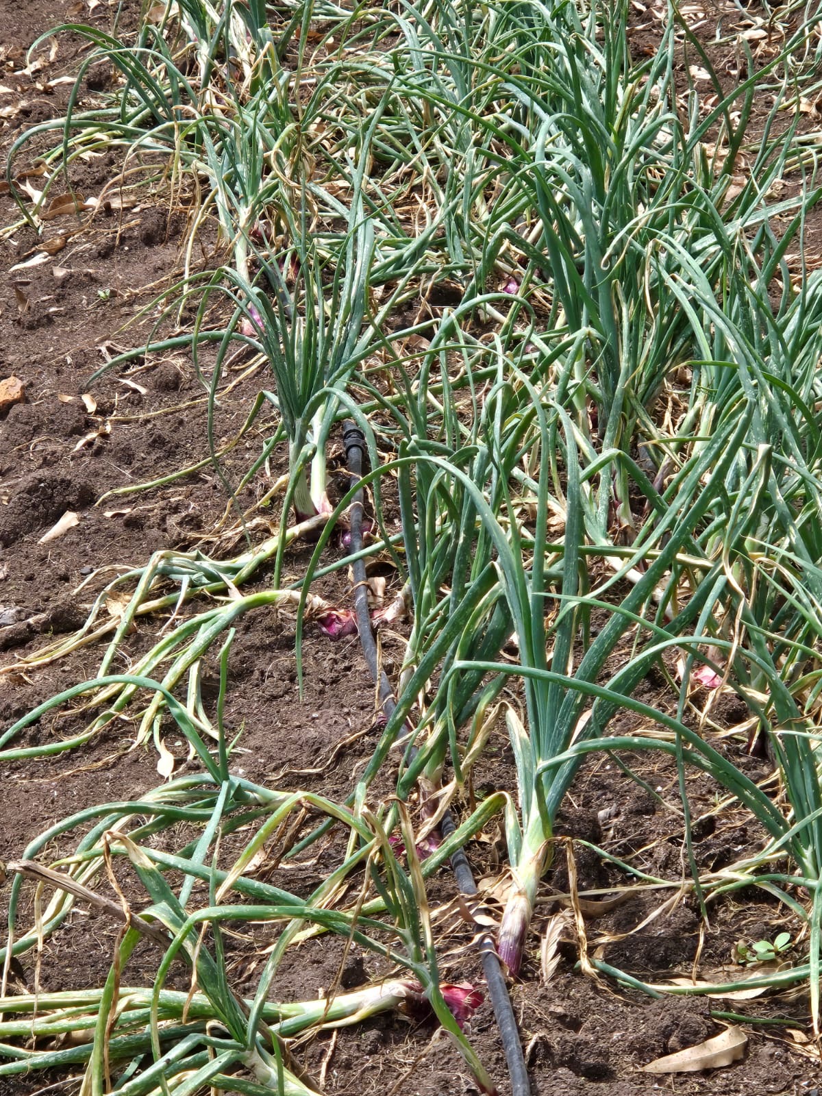 Rows of onion crops growing in organized farming beds